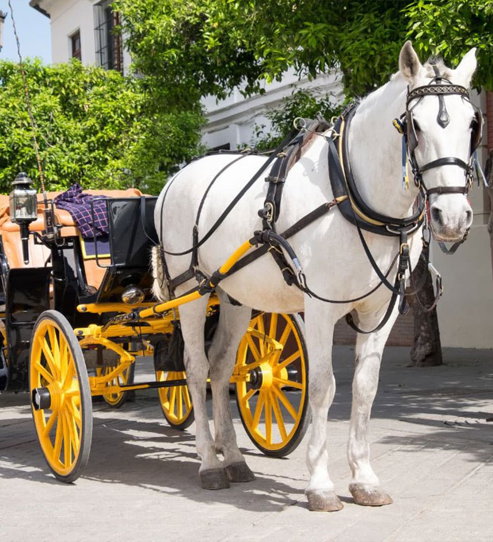 A white horse standing next to a yellow and black carriage on a sunny street.
